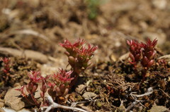 Sedum cespitosum