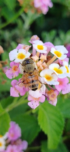 Stripe-eyed Lagoon Fly