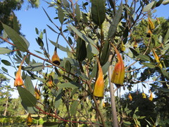 Eucalyptus forrestiana