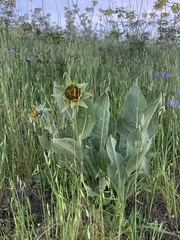 Wyethia helenioides