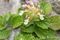 Teucrium pyrenaicum pyrenaicum