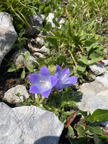 Campanula tridentata, photograph 2