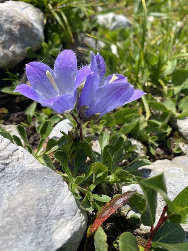 Campanula tridentata, photograph 3
