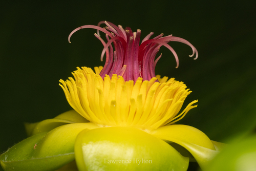 Dillenia alata, photograph 2