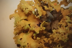 Xanthomendoza oregana
