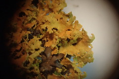 Xanthomendoza oregana