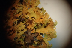 Xanthomendoza oregana