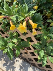 Allamanda schottii