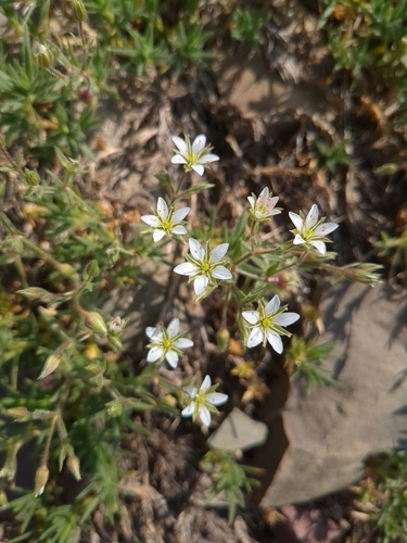 Sabulina nuttallii, 2026-07-19