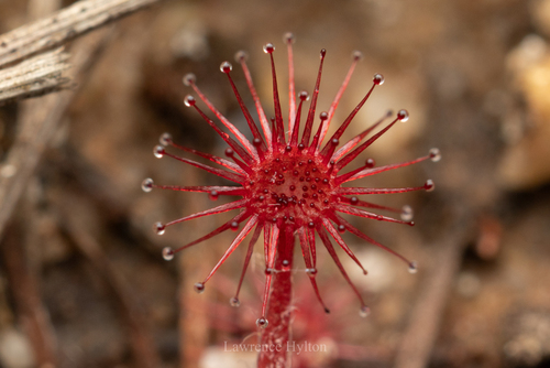 Drosera petiolaris