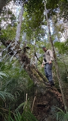 (c) Paulo Mascaretti, some rights reserved (CC BY) Philodendron spiritus-sancti, photograph (c) Paulo Mascaretti, some rights reserved (CC BY)