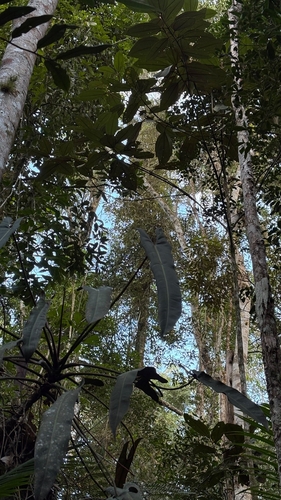 Philodendron spiritus-sancti, photograph 2