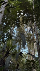 (c) Paulo Mascaretti, some rights reserved (CC BY) Philodendron spiritus-sancti, photograph (c) Paulo Mascaretti, some rights reserved (CC BY)