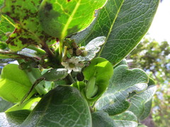 Ilex anomala