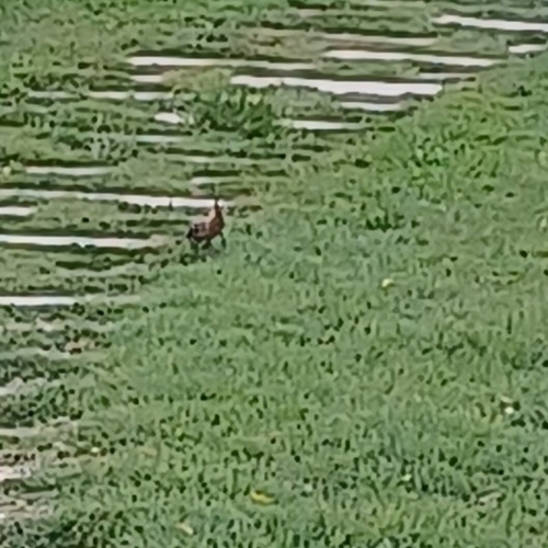 Common Hoopoe