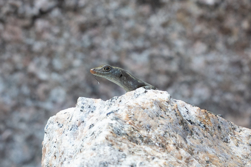 Coen Rainbow-skink, Liburnascincus coensis