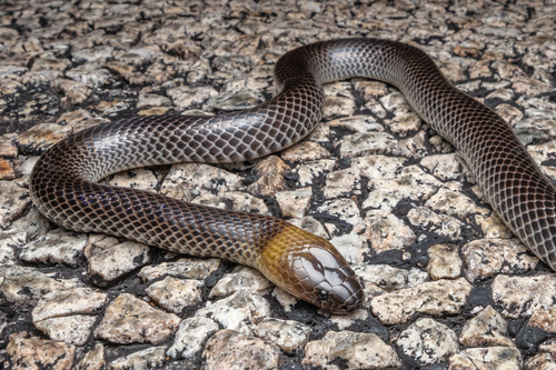 Brown-headed or grey-naped snake, Furina tristis