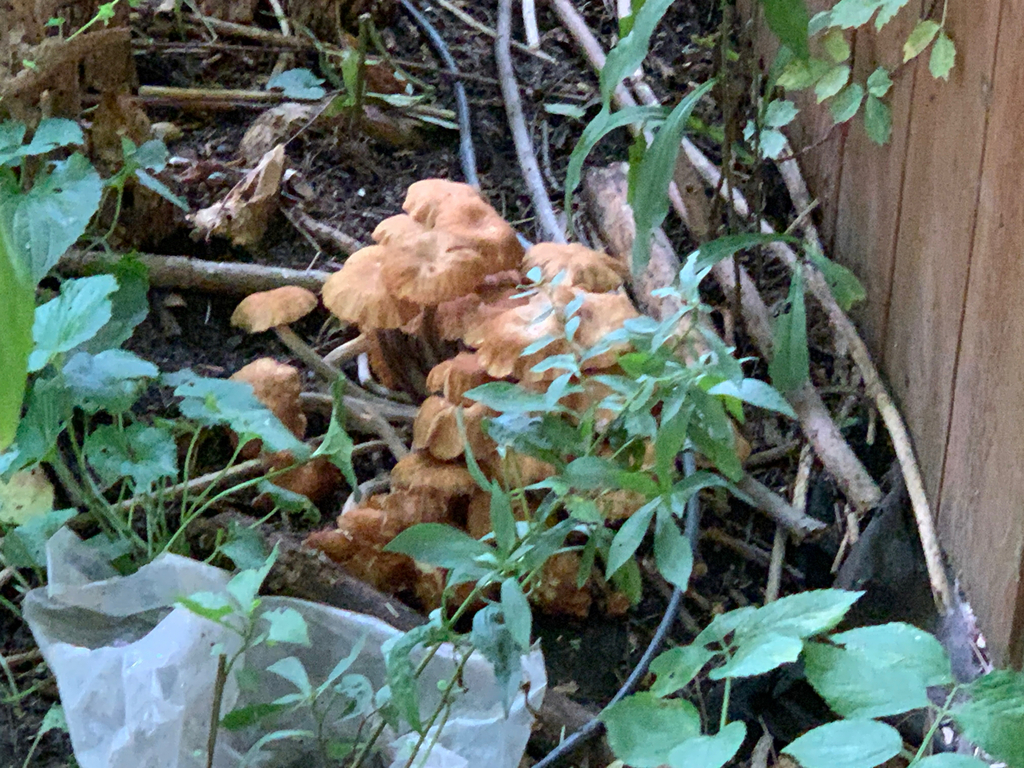 Ringless Honey Mushroom