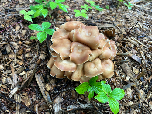Common Gilled Mushrooms and Allies