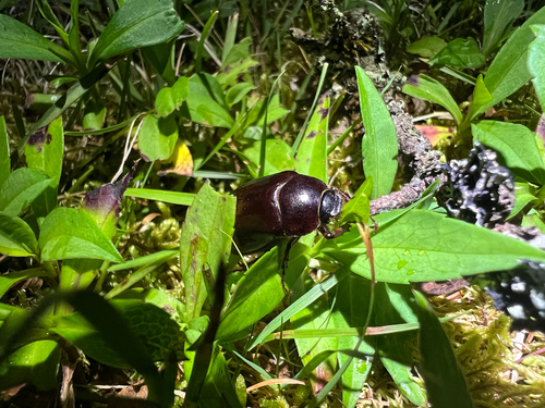 May Beetles