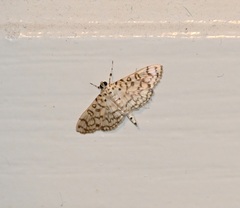 Haritalodes derogata