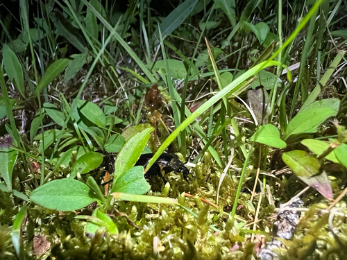 Beetles