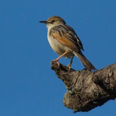 Cisticola galactotes