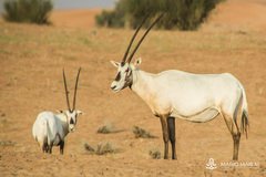 Oryx leucoryx