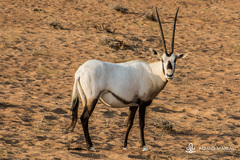 Oryx leucoryx
