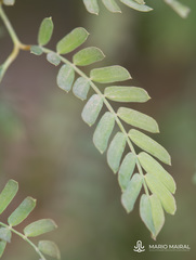 Prosopis cineraria