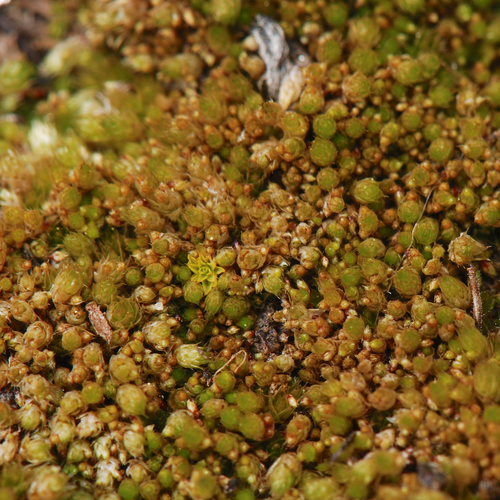 Bryum dichotomum