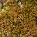 Bicoloured Bryum - Photo (c) bryophyte_cnps, some rights reserved (CC BY-NC), uploaded by bryophyte_cnps