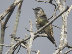 Chrysococcyx minutillus