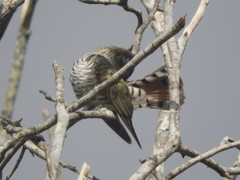 Chrysococcyx minutillus