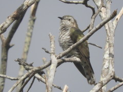 Chrysococcyx minutillus