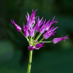 Allium brevistylum, photograph (c) Dan Vickers, some rights reserved (CC BY)
