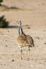 Chlamydotis macqueenii