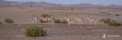 Gazella marica