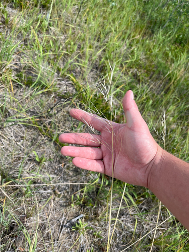 Hesperostipa comata, photograph 1