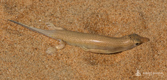 Scincus mitranus