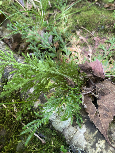 Selaginella pallescens, photograph 4