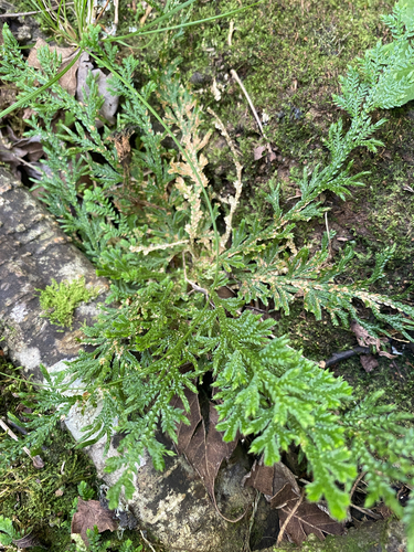 Selaginella pallescens, photograph 3