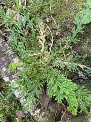 Selaginella pallescens, photograph (c) birdzilla, some rights reserved (CC BY)