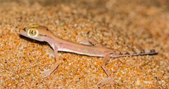 Trigonodactylus arabicus