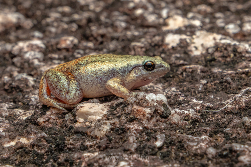 Austrochaperina observed 2026-07-16
