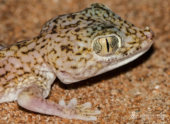 Stenodactylus doriae