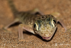 Stenodactylus doriae