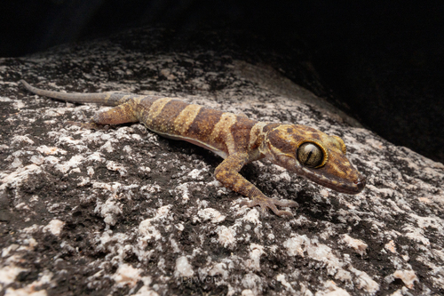 Iron Range Banded Gecko, Cyrtodactylus hoskini