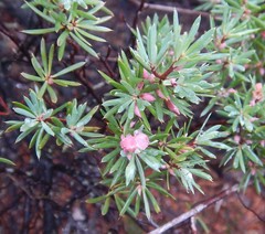 Brachyloma ericoides