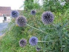 Echinops bannaticus